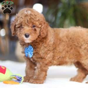 Bean, Miniature Poodle Puppy